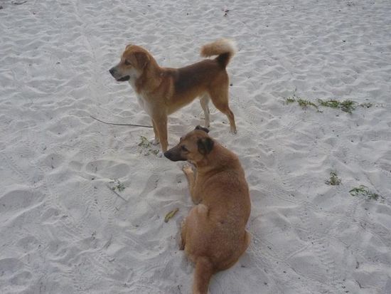 Glückliche Hunde beobachten.