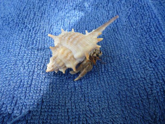 Dieses possierliche Kerlchen mit eigenwilligem Hausgeschmack besuchte mich auf meinem Handtuch.