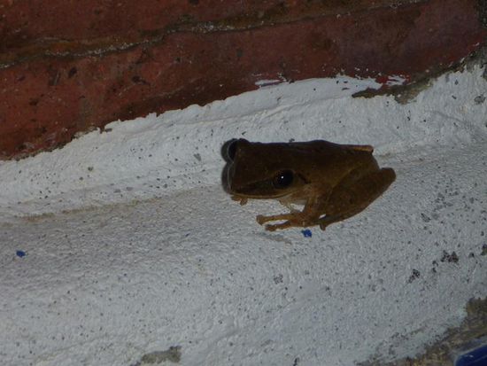 Hier ist einer. Der war nicht in meinem Zimmer, sondern an dem kleinen Teich neben dem Restaurant. Ist der nicht süß?