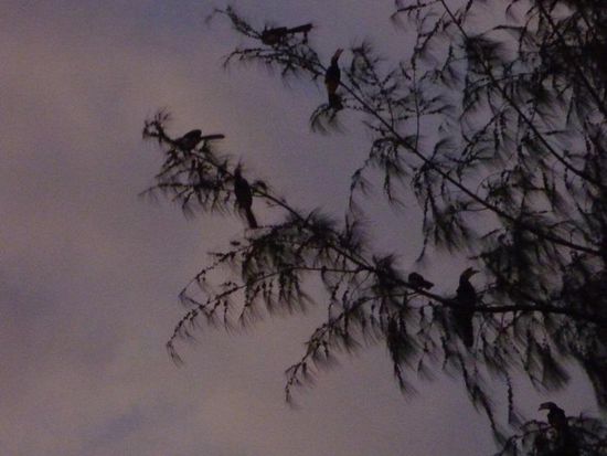 Die Hornbills  kamen zum Abschied vorbei. Höfliche Vögel. Tagsüber kreischen sie wüst herum, aber frühmorgens geben sie nur ein diskretes Krächzen von sich.