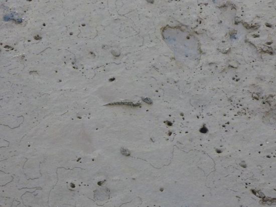 Und schöne Mudskipper am Pier!