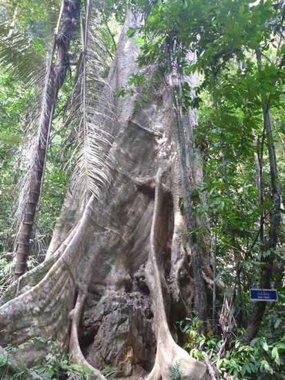 Big Tree.