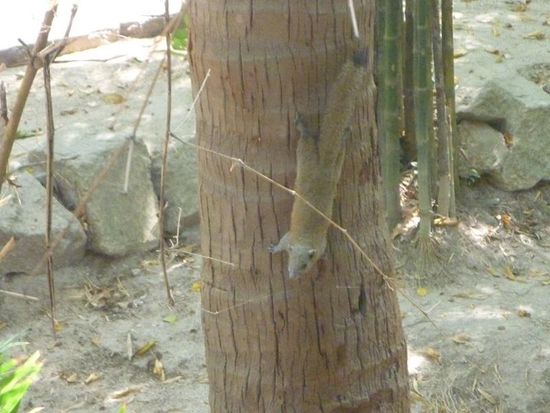 Es hat keinen Meerblick, aber dafür tollen die Eichhörnchen vor der Veranda herum.