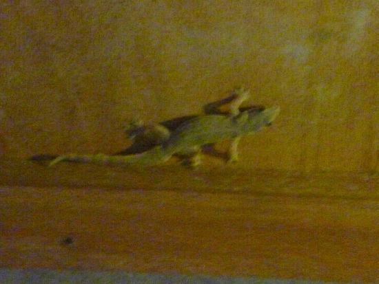 Gecko an meinem Haus 