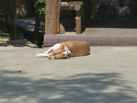 Der freundliche Hund, der mich vor fünf Jahren an den Strand begleitete und dort auf meine Sachen aufpasste, ist auch noch da.