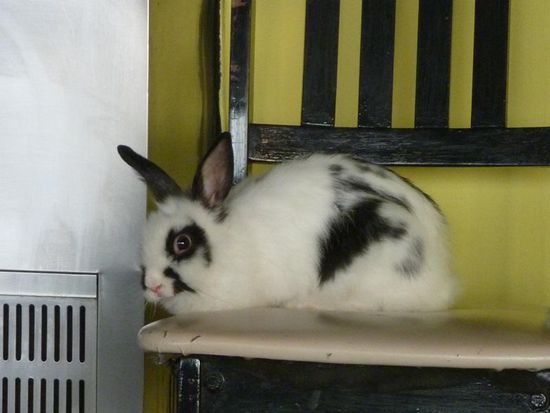 Das Kaninchen im "Paprika", dem Resti an der Tauchbasis Dive Point, mit denen ich tauchen war und die überhaupt nichts für die schlechte Sicht konnten.