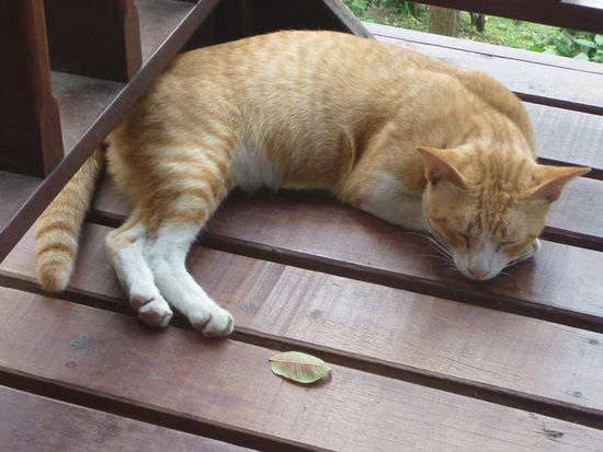 Dieses liebe rote Katerchen besuchte mich oft.