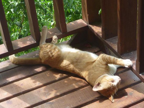 Die Veranda eignete sich auch gut für Yoga. Der Kater machte mit. Meistens schlief er aber.