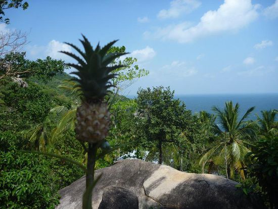 So wächst also Ananas!