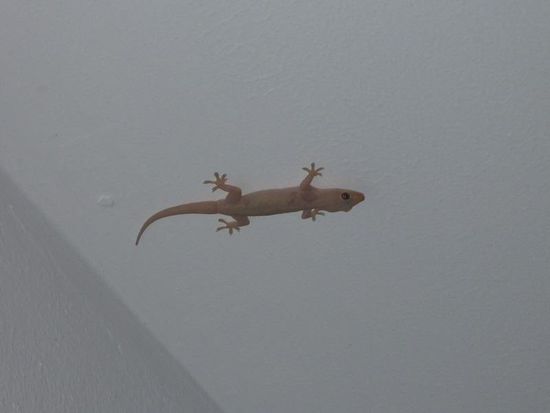 An Geckos herrschte kein Mangel. Super Unterkunft! Kann ich nur empfehlen.