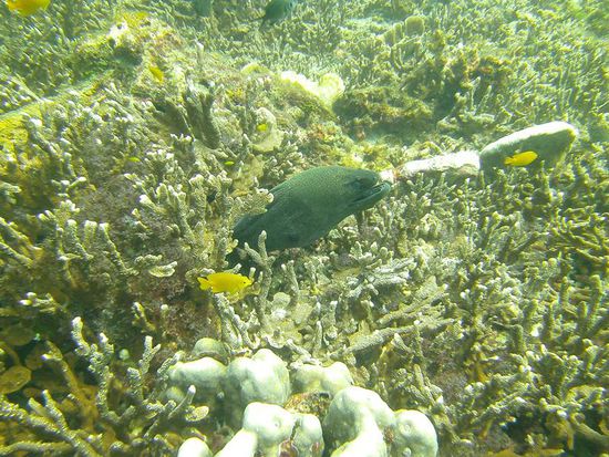 Kein Tauchgang ohne die obligatorische Muräne.