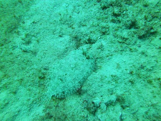 Flunder. Gut getarnt! Sehr süß, wie sie die Augen bewegt hat.