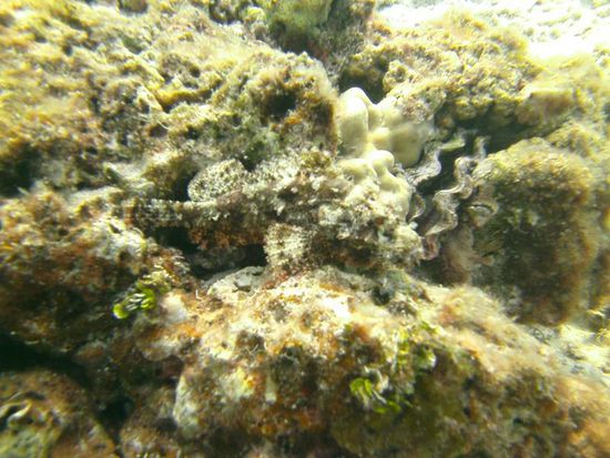 Scorpionfish.