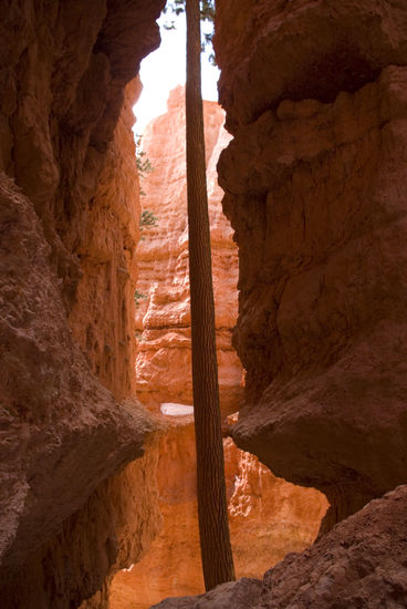 Baum zwischen Felsen