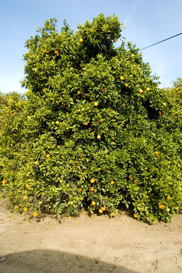 Orangenbaum