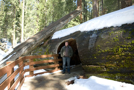 Markus vor einem umgefallenen Sequoia