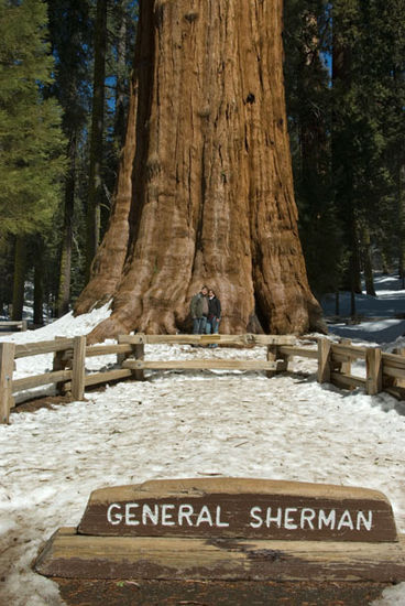Wir vorm "General Sherman Tree" - nach Volumen der größte Baum der Welt, ca. 84 m, ca. 11 m Durchmesser, über 2000 J. alt