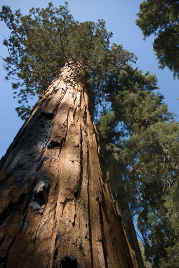 Ein Sequoia