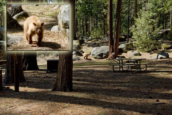 Das Originalfoto mit Zoomausschnitt des Bären, da wir dann doch nicht allzu nahe heran gehen wollten 