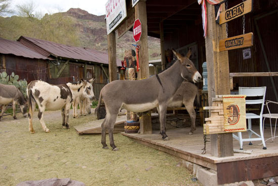 Maultiere beim Shopping in Oatman