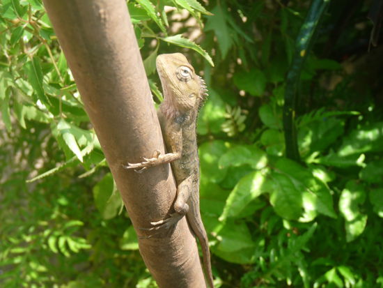 Herr Nachbar Gecko