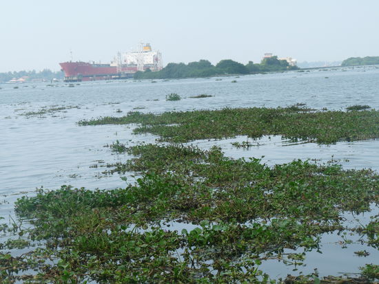 Auf der Faehre nach Fort Cochin auf den Backwaters