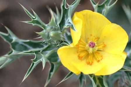Argemone mexicana (Papaveraceae)