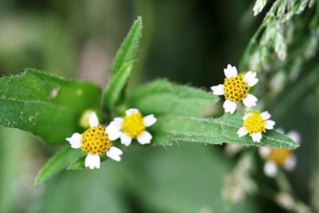 Galinsorga spec. Asteraceae also ein Franzosenkraut