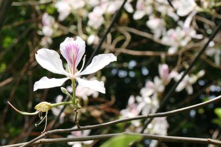 Diese wirklich wunderschoenen Baeume, standen in Uttaranchal an fast jeder Ecke in voller Bluete. Und sie sind reichbluetig! Vermutlich handelt es sich um Bauhinia purpurea , (Fabaceae)alle Arten dieser Gattung werden zu recht (rein bluehtechnisch) als Orchideenbaueme bezeichnet