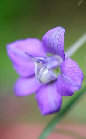 Ein Delphinium (also ein Rittersporn)