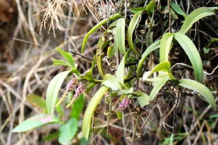 Die Orchideen haengen hier wie Unkraut in den Baeumen