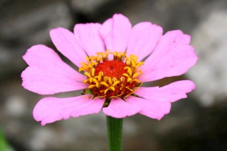 An diese Asteraceae kann man wunderbar erkennen, dass diese Blume aus mehreren Einzelblueten besteht und, dass die "Bluetenblaetter" frueher selber einmal Blueten waren, da hoch die Staubgefaesse aus ihnen heraus ragen)