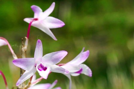 Ein Dendrobium