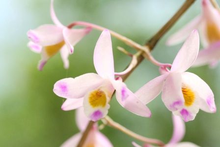 Ein Dendrobium