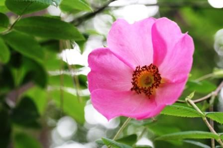 Rosa