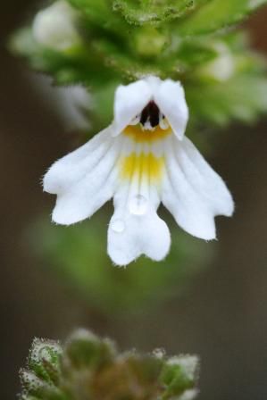 Euphrasia
