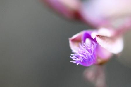 Polygala