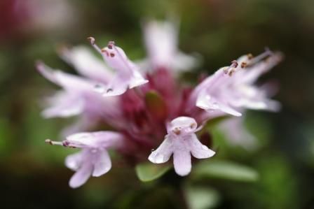 Thymus