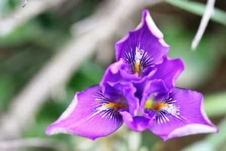Iris