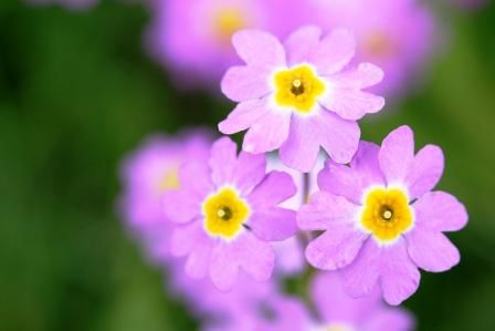 Primula