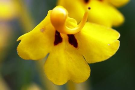 Pedicularis