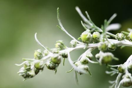 Artemisia