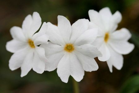 Primula