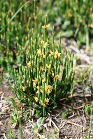 Ephedra