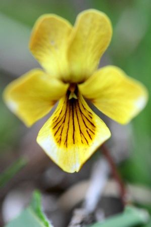 Viola