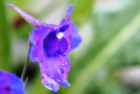 Delphinium
