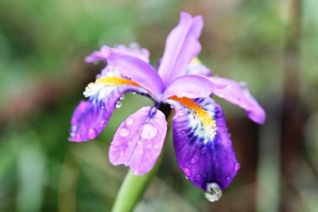 Iris