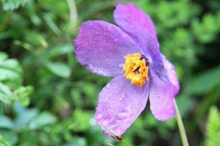 Meconopsis