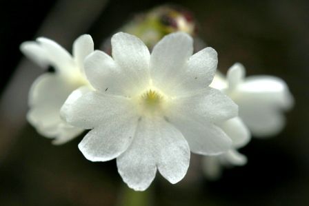 Primula