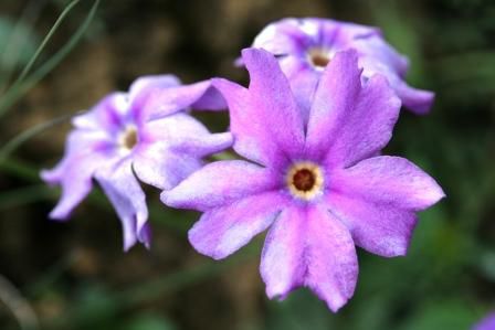 Primula